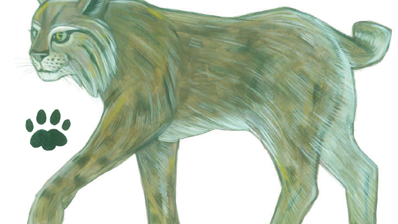 Bobcat illustration by Grey Arena.