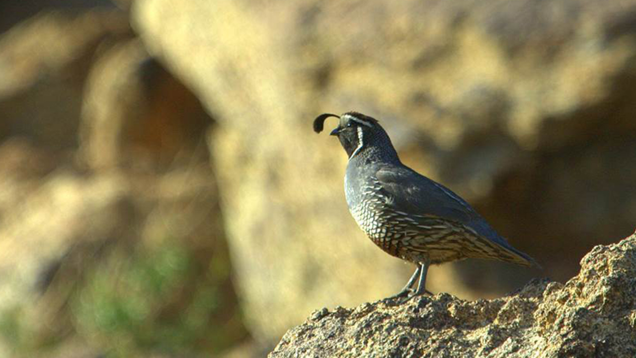 California Quail