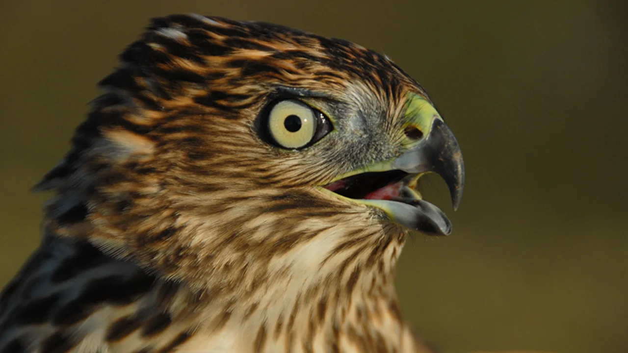 Cooper's Hawk