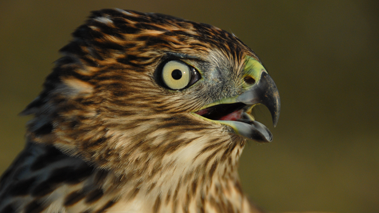 Cooper's Hawk