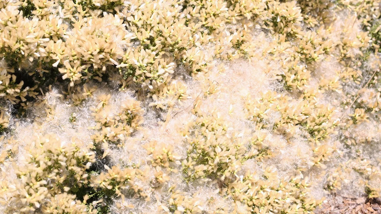 Coyote brush during the fall season.