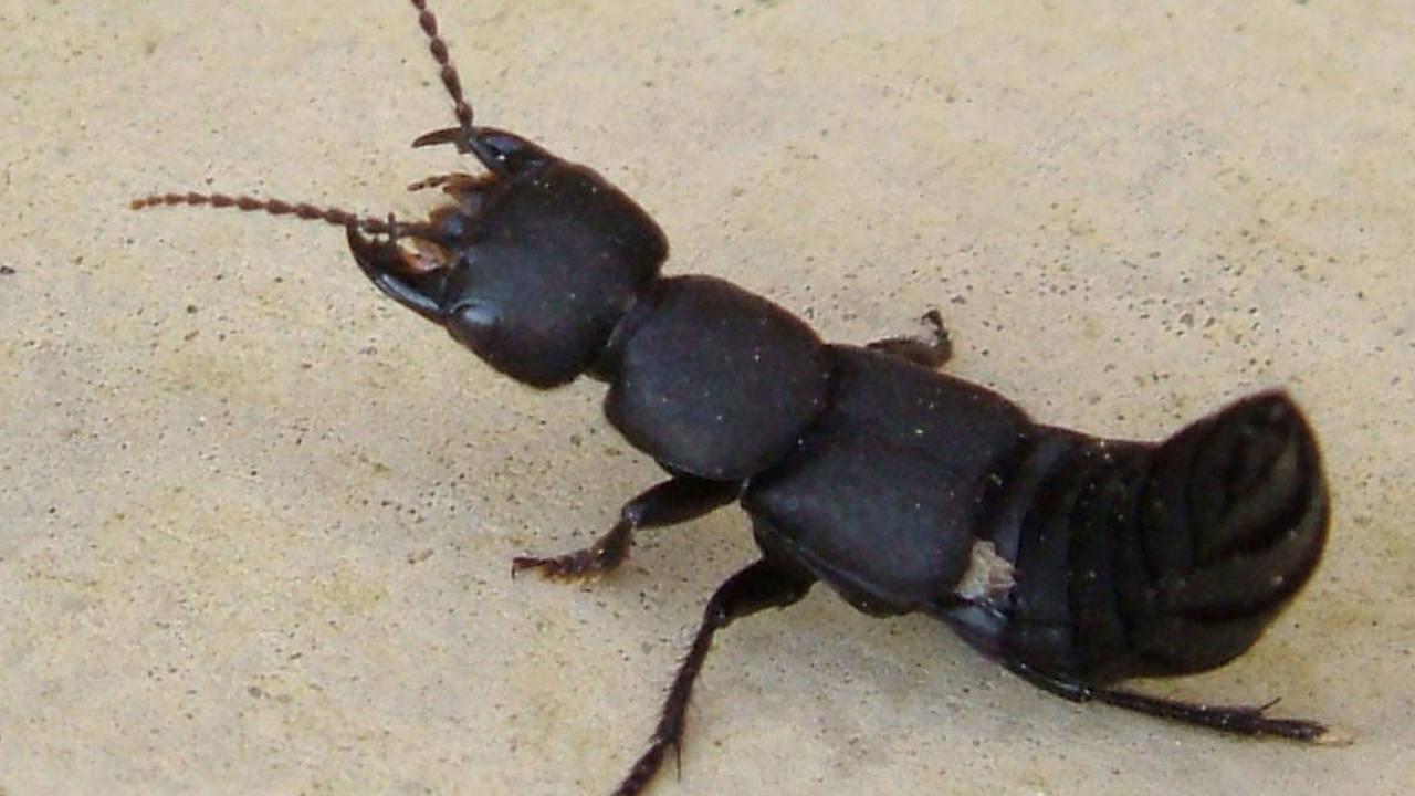 Devil’s coach horse beetle