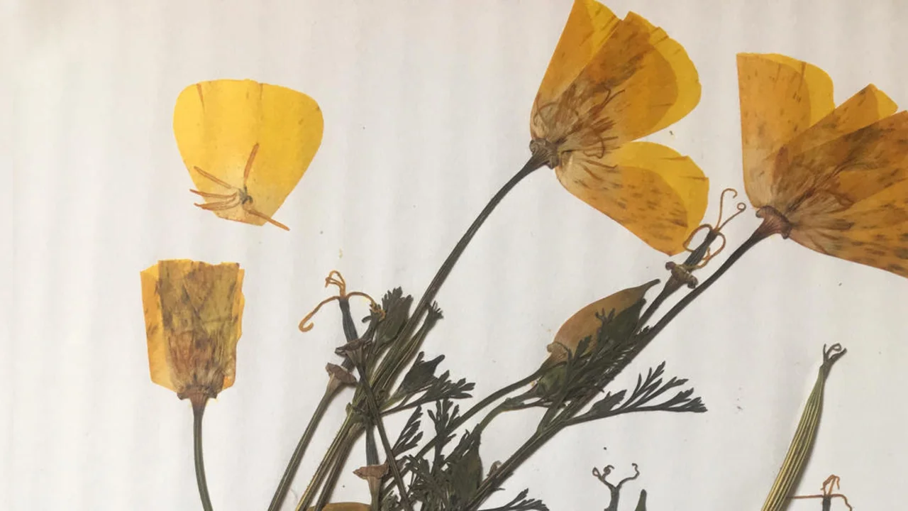 Alcatraz Gardens Class Series: Herbarium and Plant Pressing