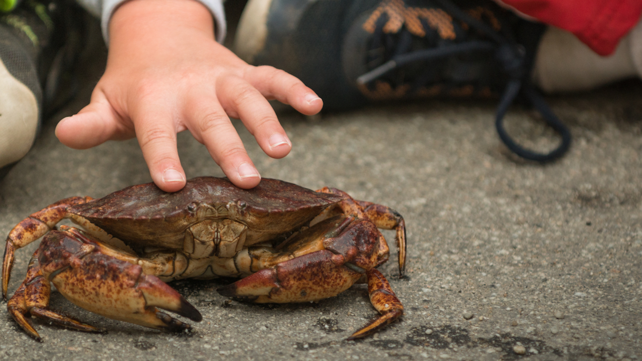 A_CRFI_150520_ATe-436_Hero.jpg Dungeness crab