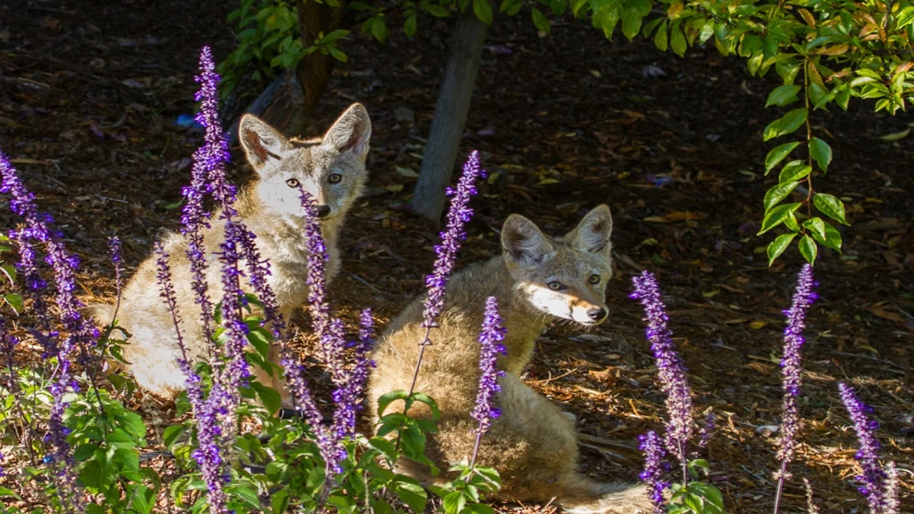 Two coyotes