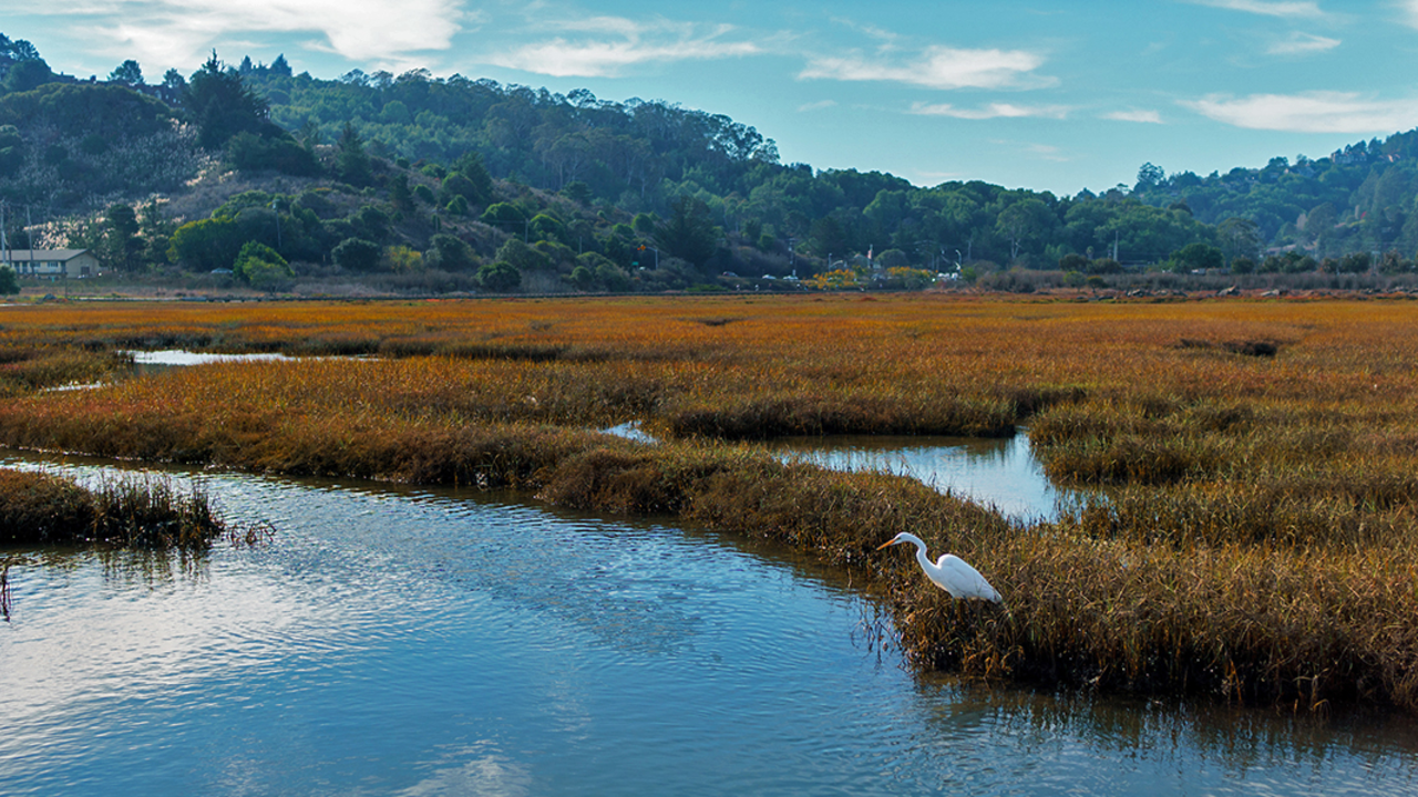 Great Egret in Bothin Marsh