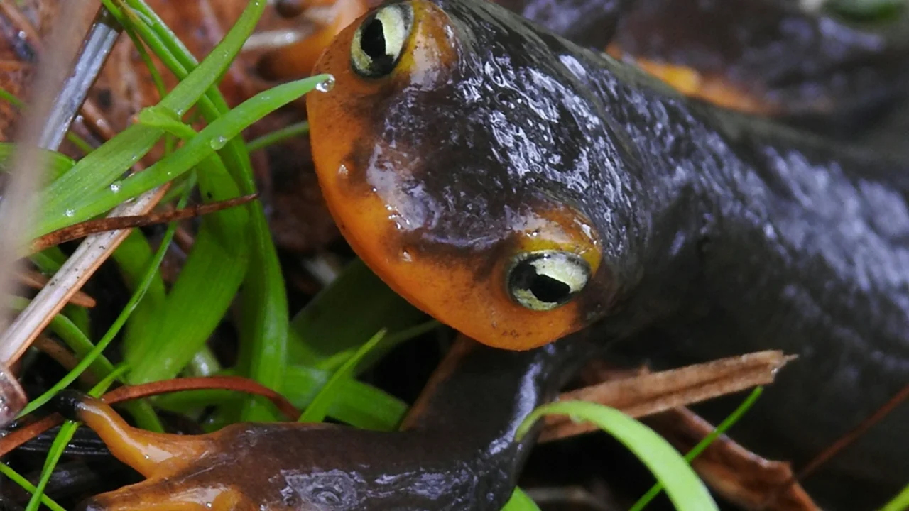 California Newt