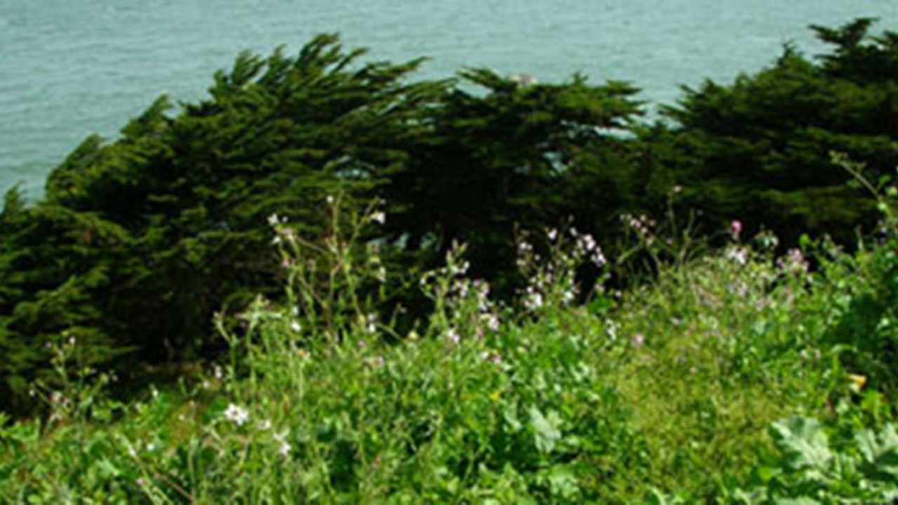 Why and How We Control Invasives in the Park Workshop