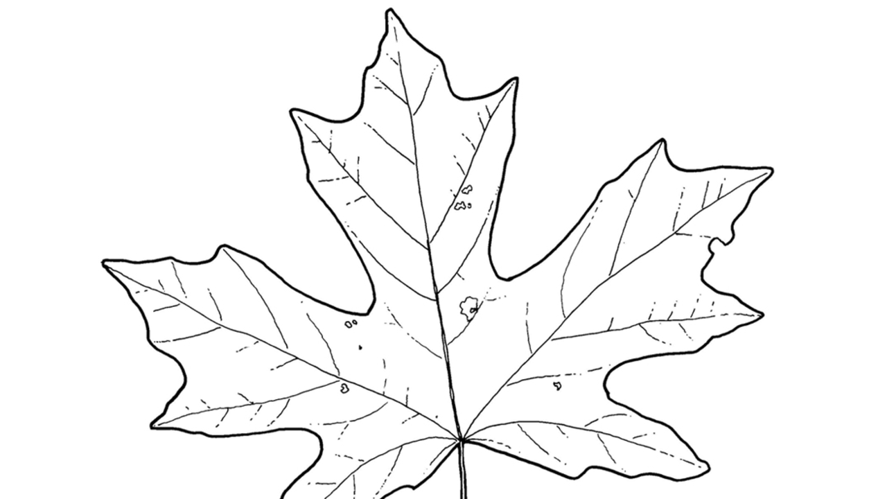 John Muir Laws, Nature Journal Club, Drawing Trees Part 1