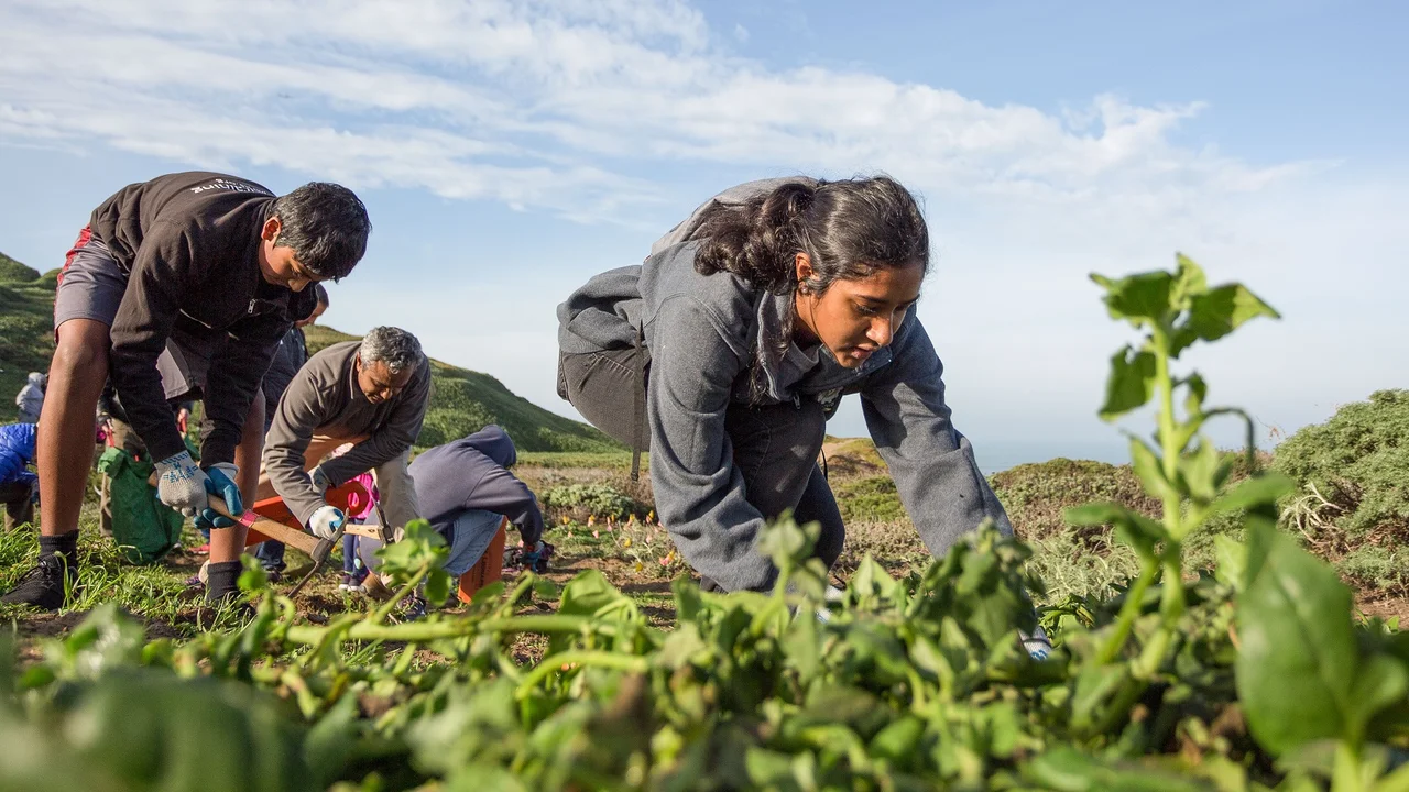 Volunteer Planting