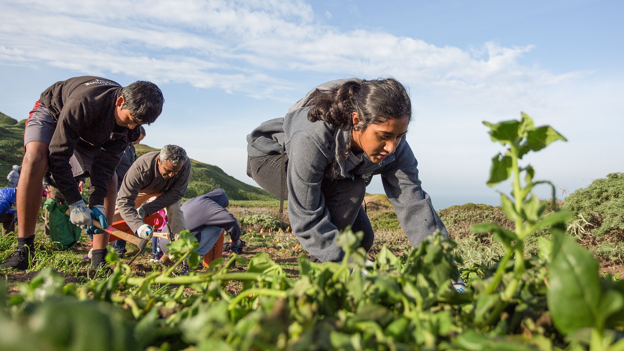 Volunteer Planting