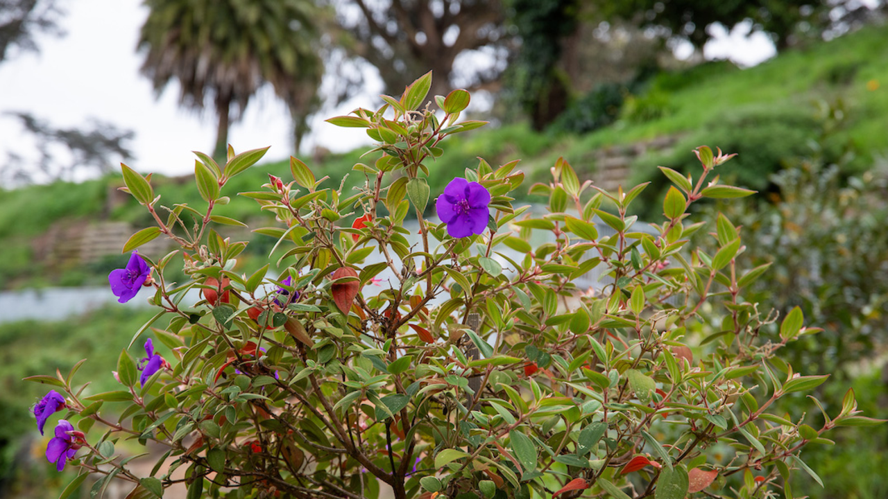 Purple Flowers at Black Point Historic Gardens
