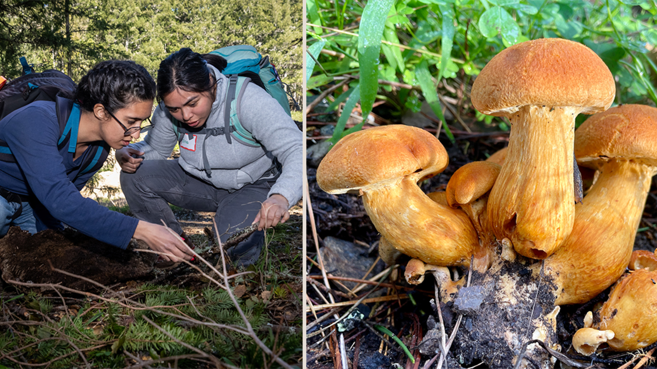 Looking for fungi and mushrooms in the Golden Gate National Recreation Area.