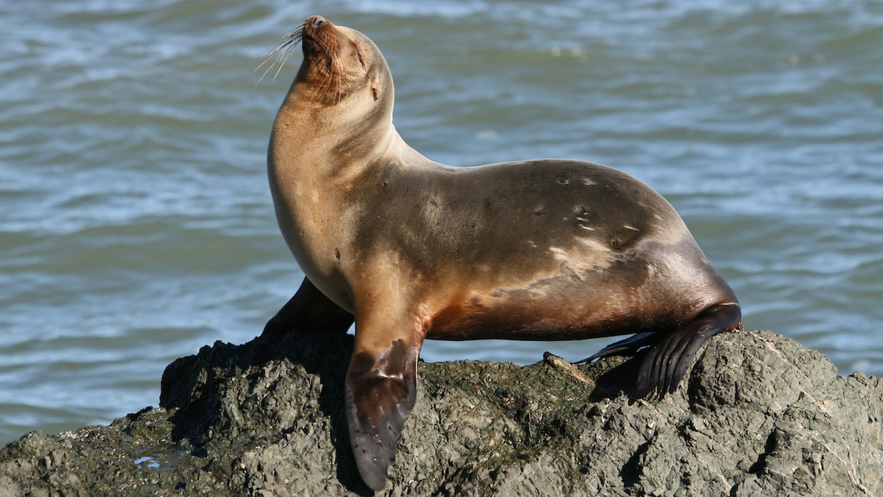 Sea lion sunning itself near Point Reyes Sea lion sunning itself near Point Reyes