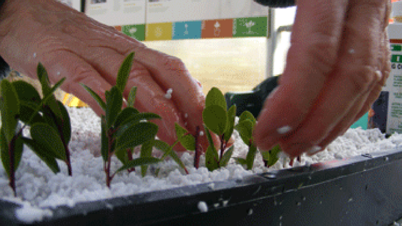Manzanita cuttings in perlite. Growing Plants from Cuttings, Nursery Series, Park Academy