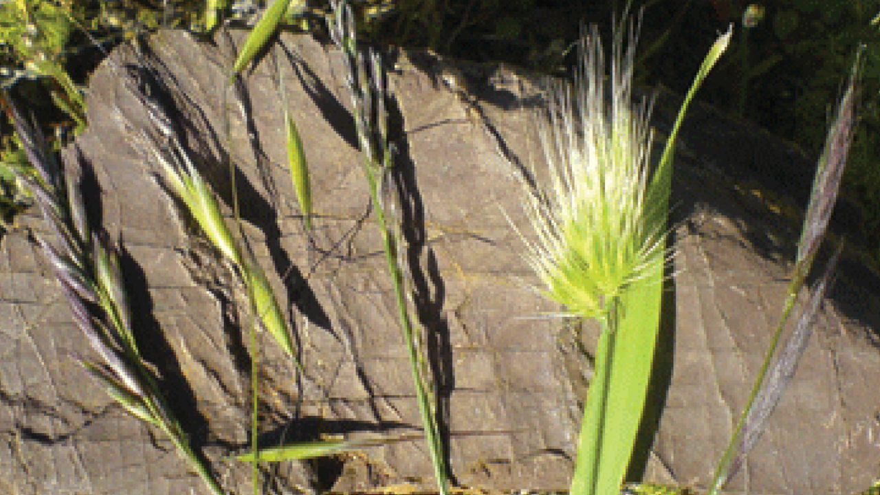 Introduction to Grass Identification