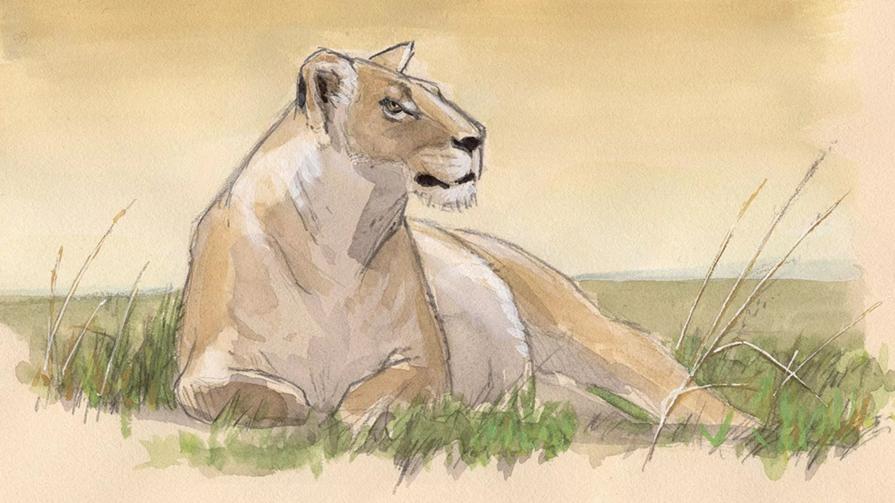 Nature Journal Club, Safari Sketching