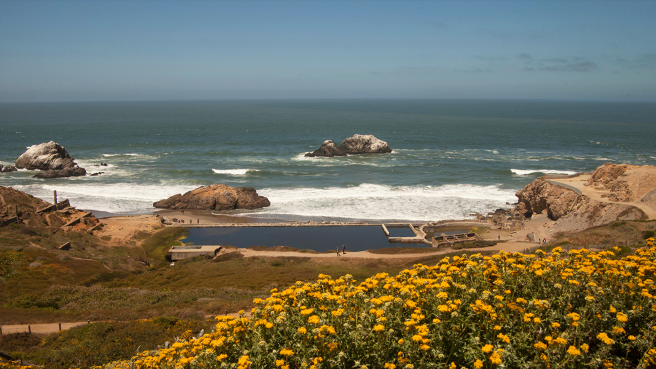 Image of wildflowers at Lands End