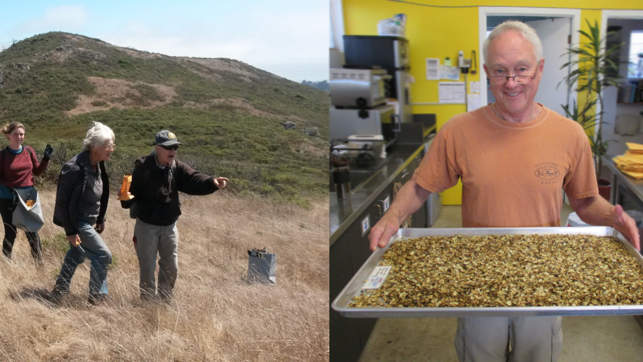 A group collects seed in a grassland. A volunteer holds a tray of seeds.