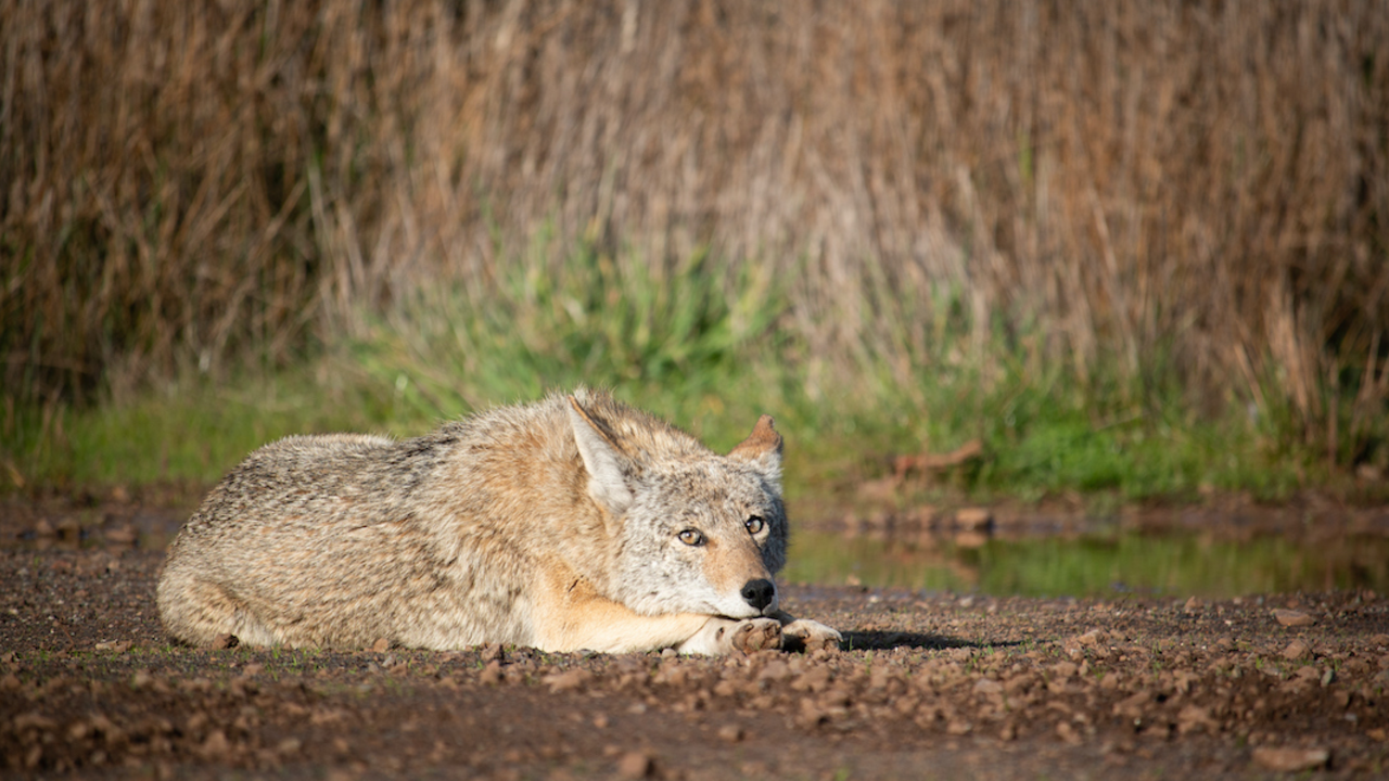 Coyote in the Marin Headlands