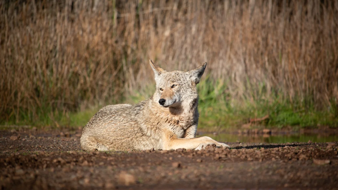 Coyote Resting in Marin Headlands