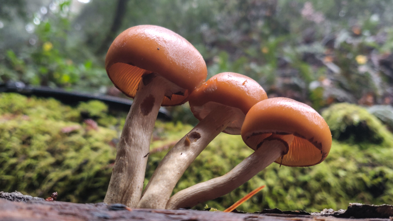 Funeral bell mushroom on Mt Tam's Kent Lake area Funeral bell mushroom on Mt Tam's Kent Lake area
