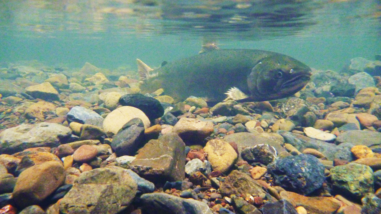 Female coho salmon (Oncorhynchus kisutch) in Redwood Creek. 