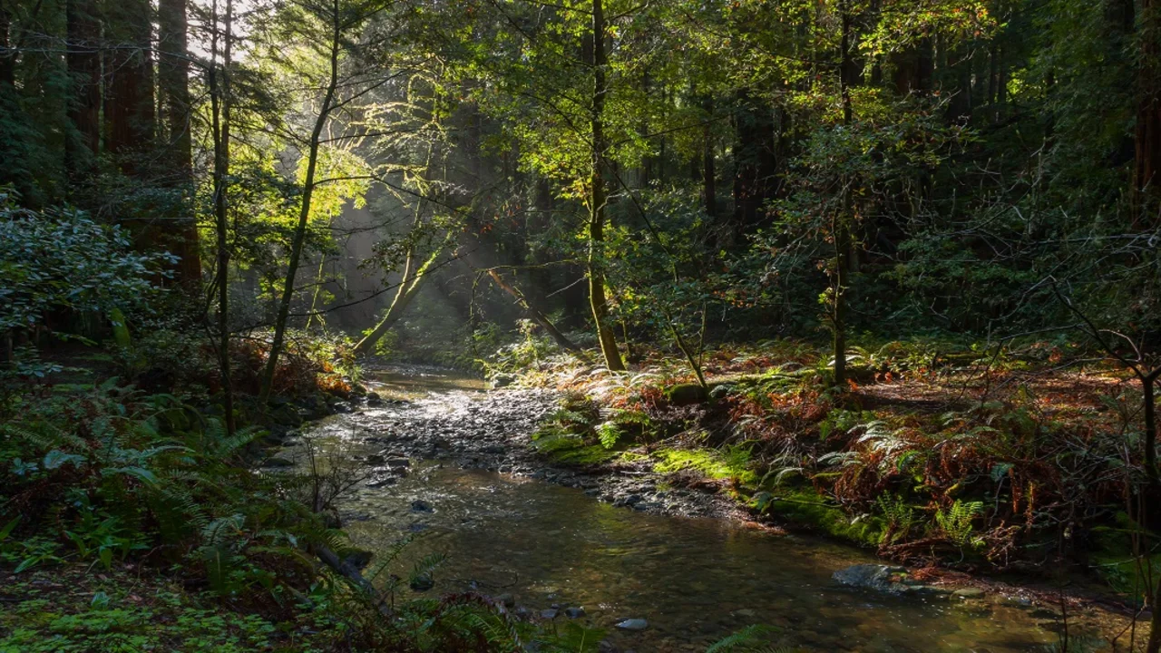 Image of Redwood Creek in Muir Woods