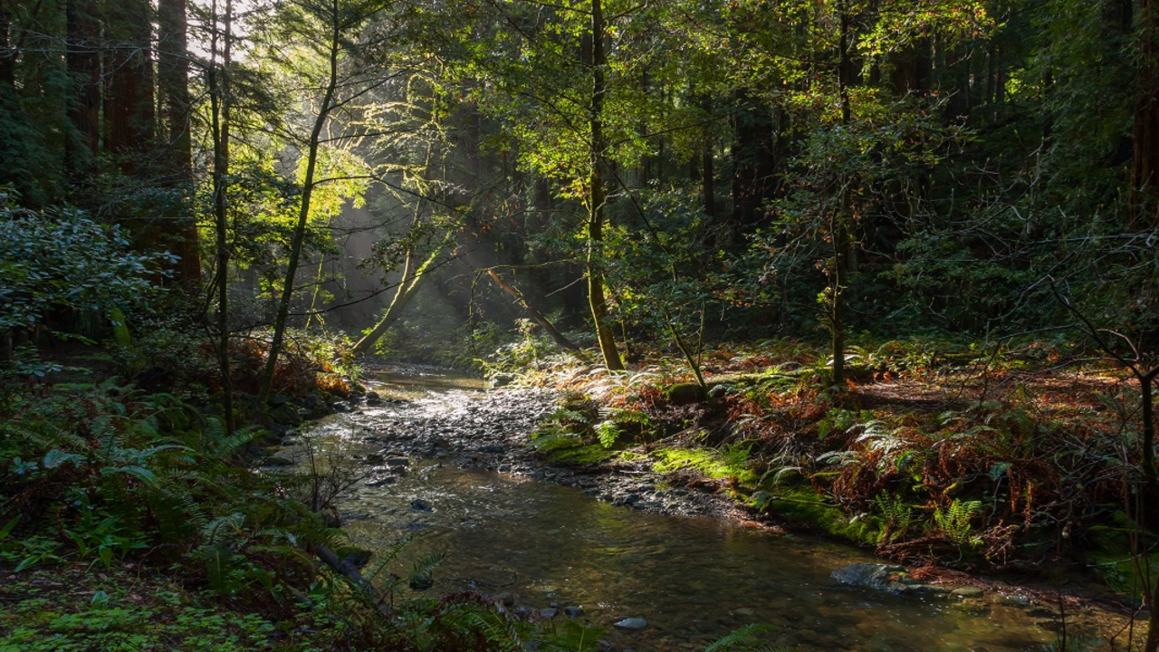 Redwood Creek Image of Redwood Creek in Muir Woods
