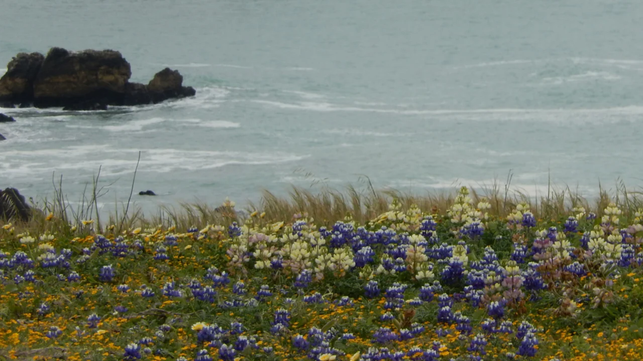 Mori Point Biodiversity Walk