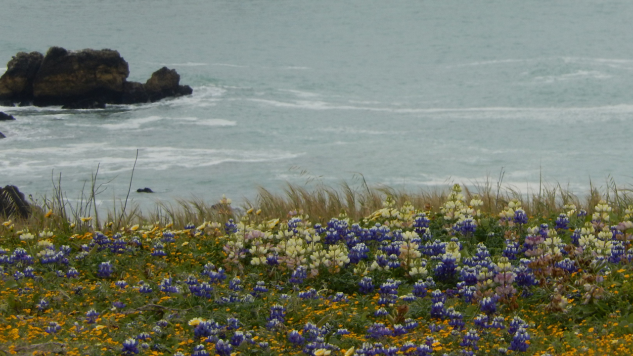 Mori Point Biodiversity Walk