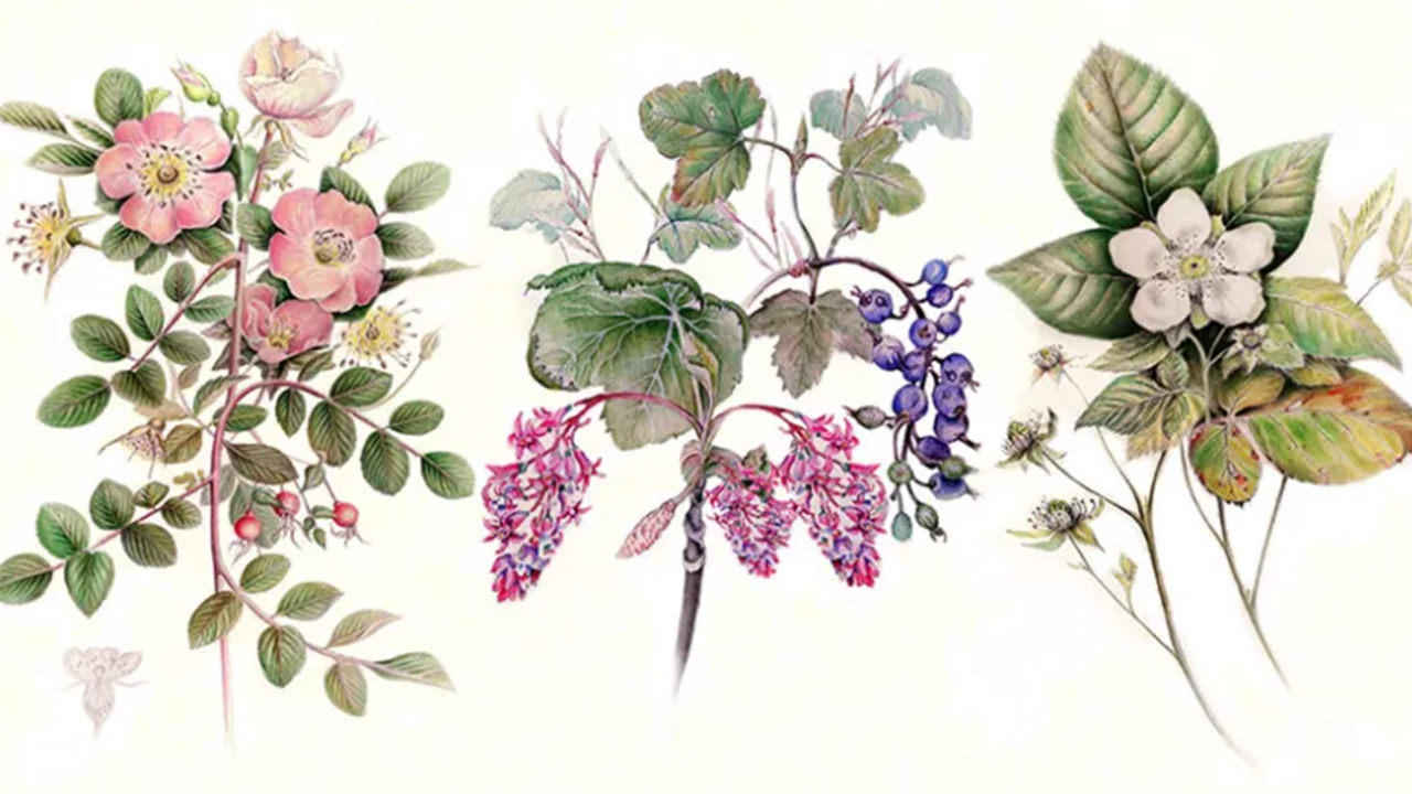 Nature Journal Club, Watercolor Pencils for Botanical Painting