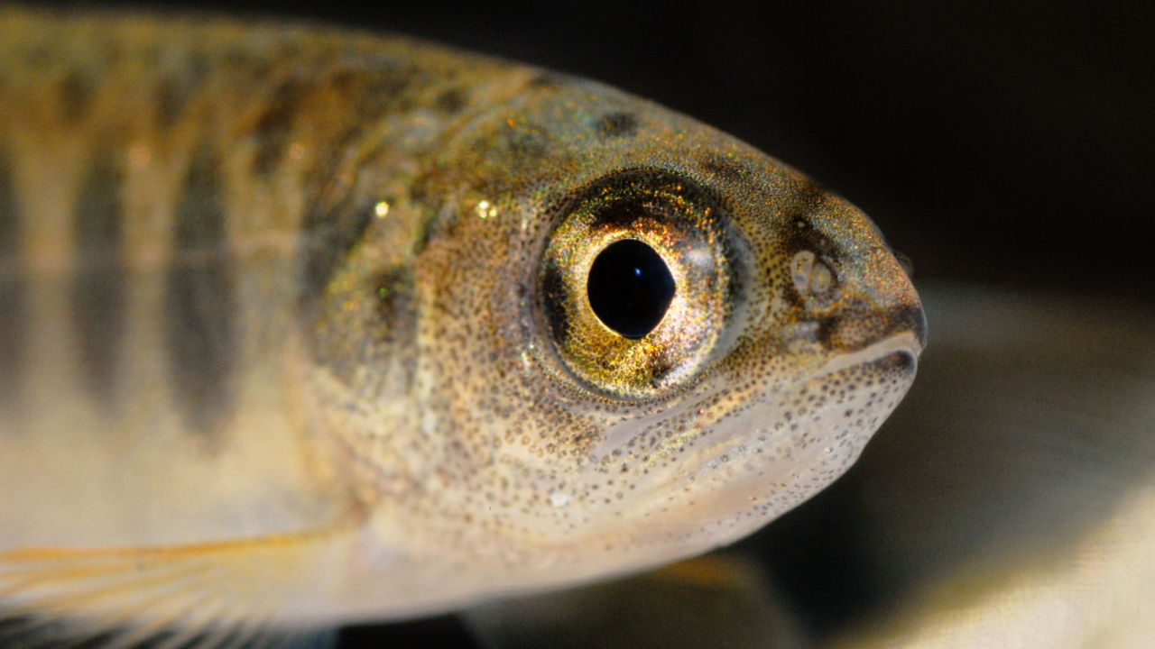 juvenile coho salmon