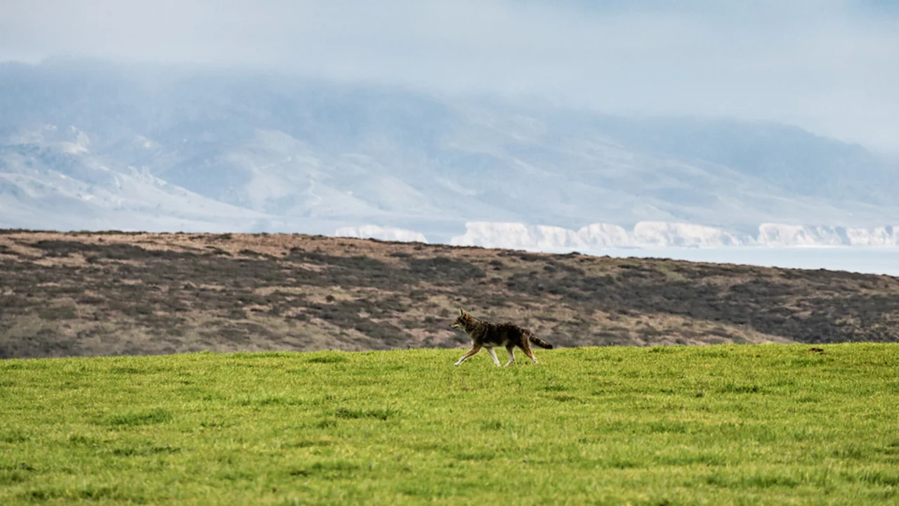Coyote patrolling its territory at Point Reyes