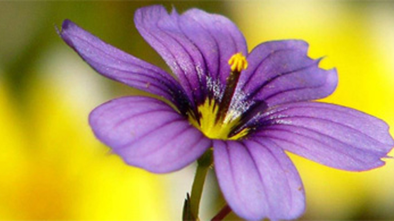 Park Academy, Botany Series