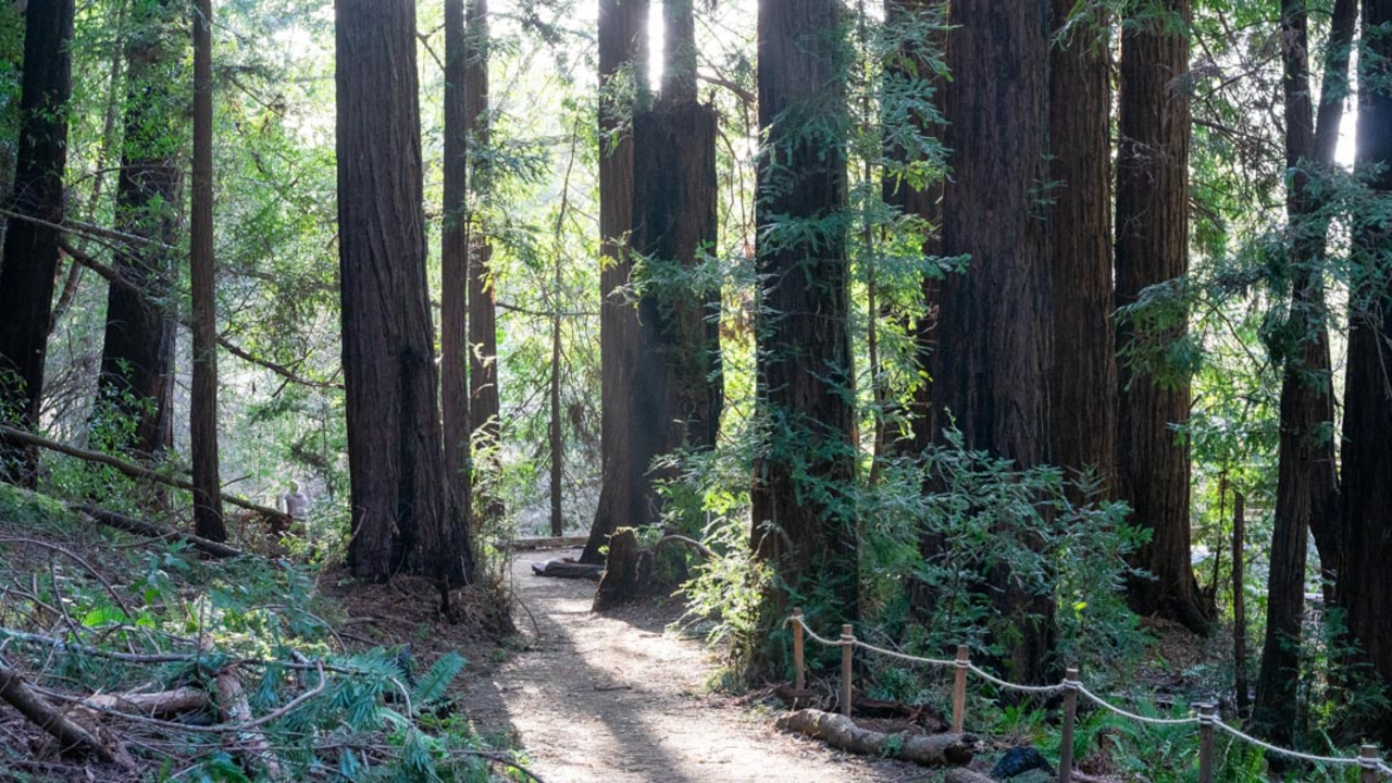 Trail in Roy's Redwoods Preserve