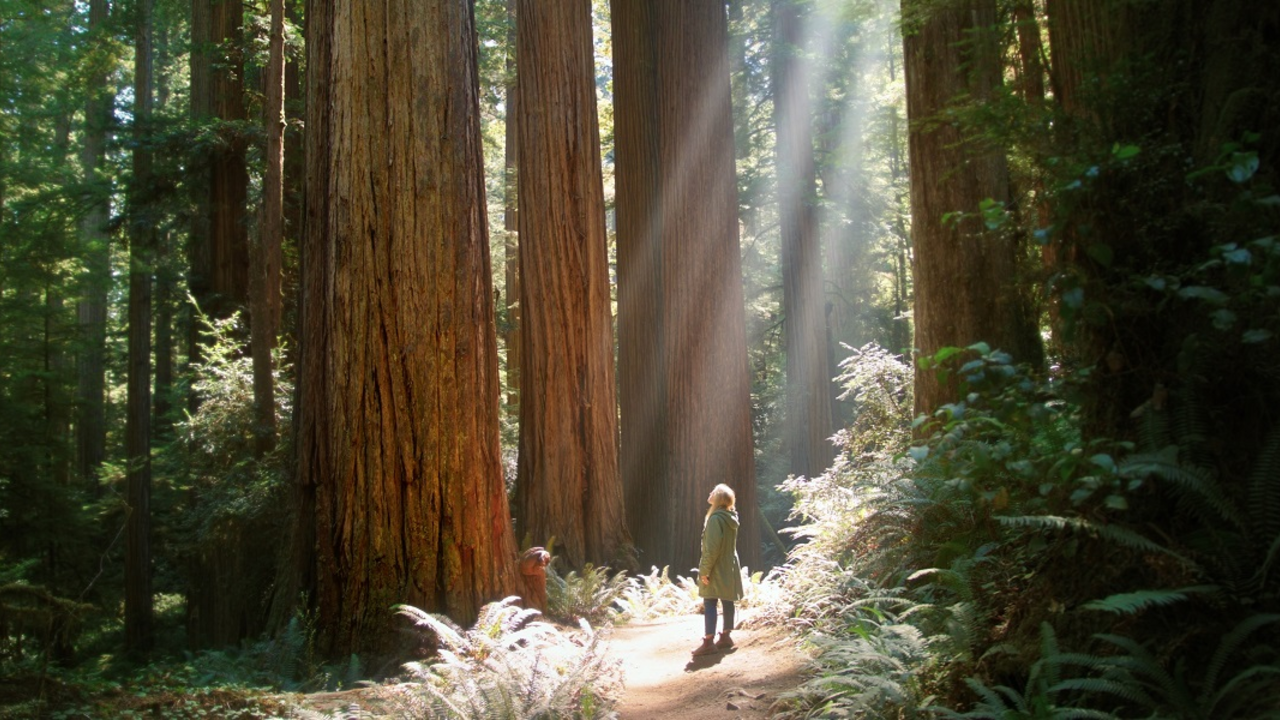 A woman stands amidst towering redwood trees in a forest.