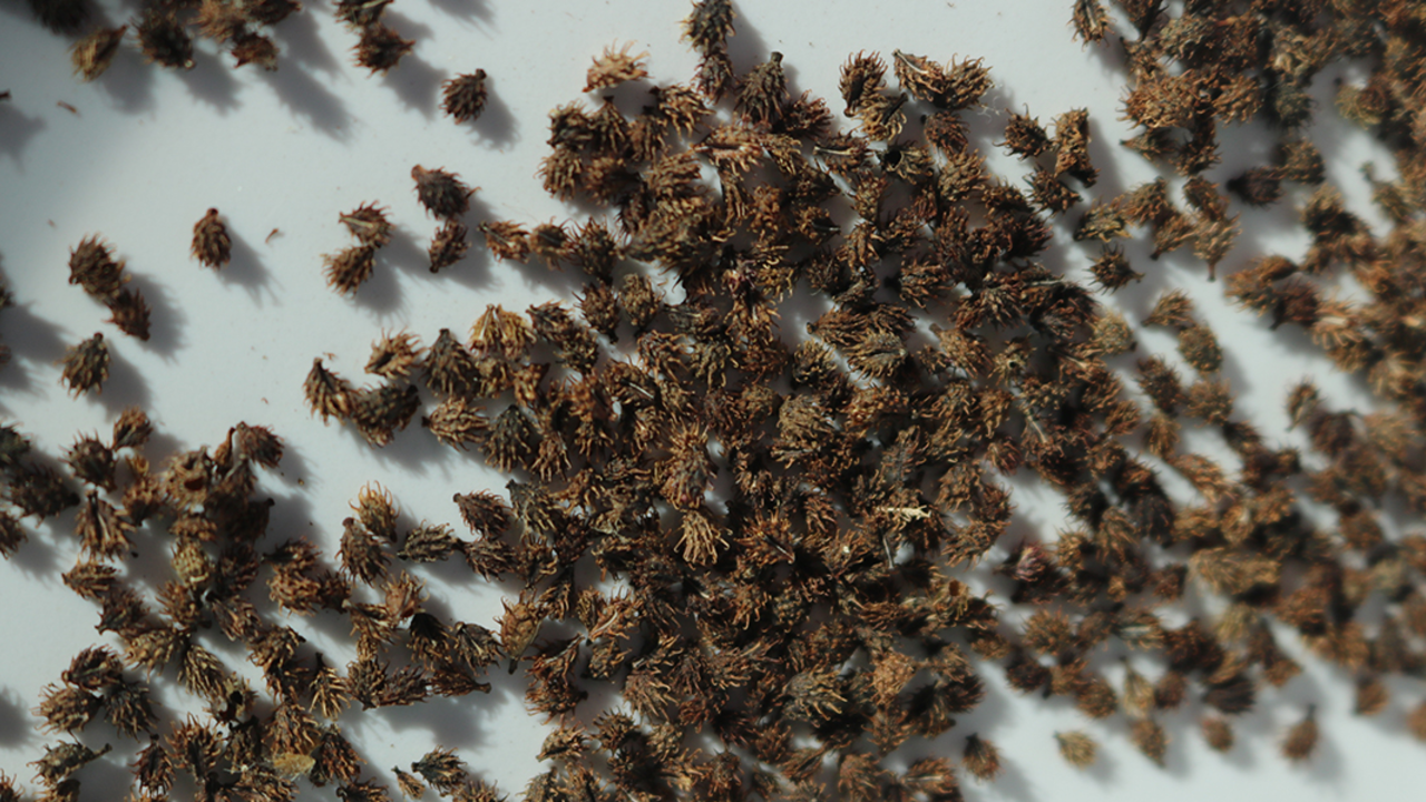 Introduction to Seed Collection and Cleaning, Park Academy