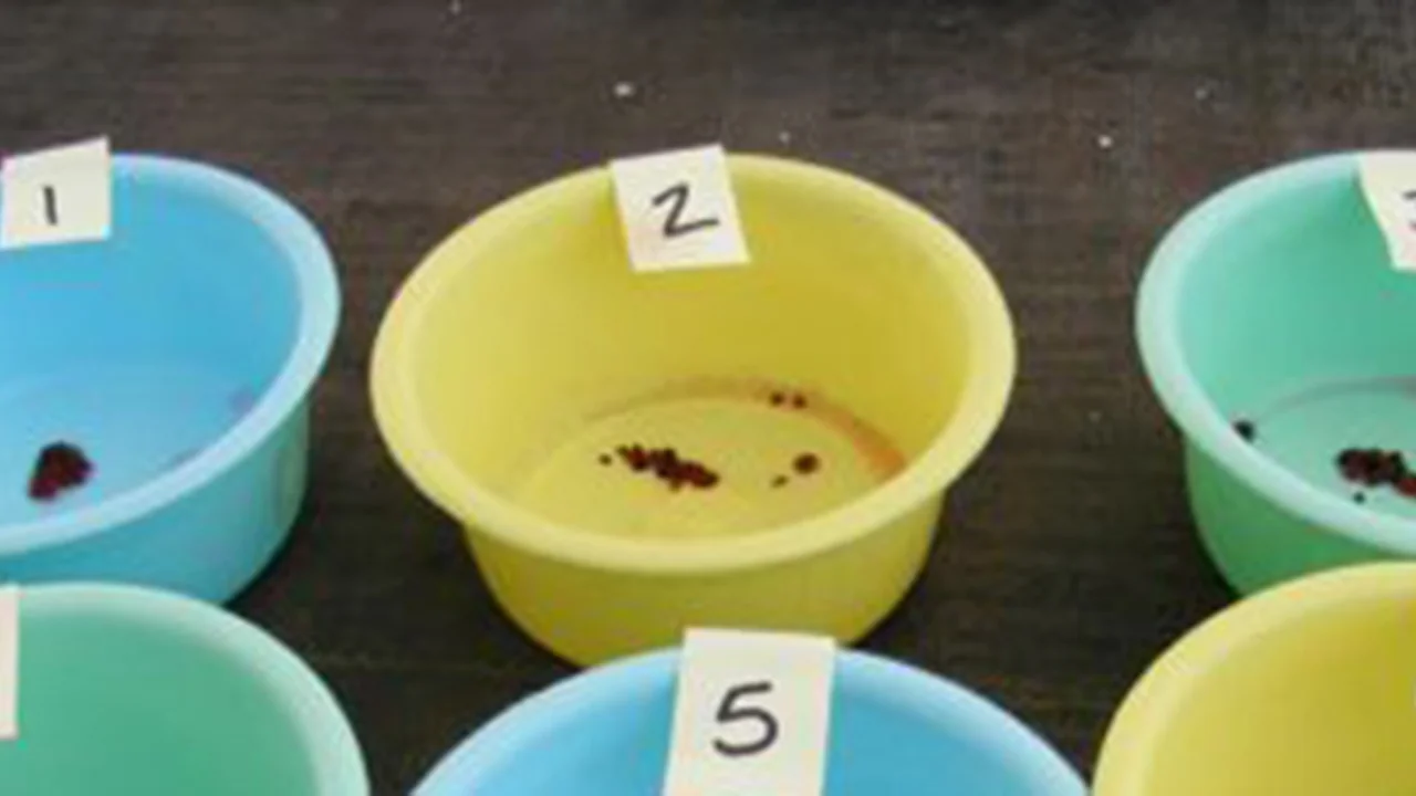 Seed Treatment & Germination Class