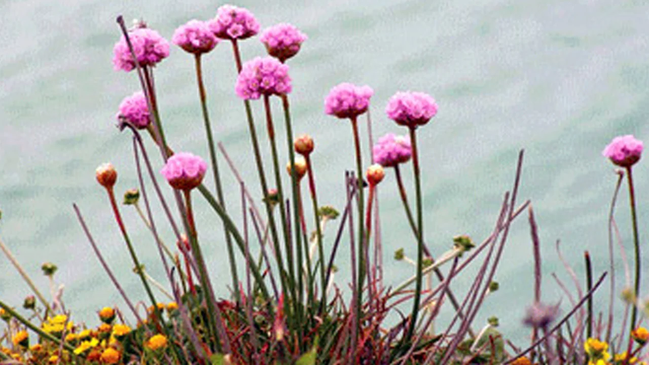 Stewardship Program Spring Wildflower Walks, Park Academy