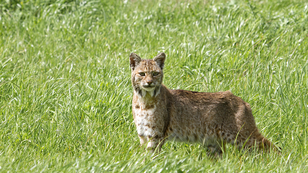 Bobcat