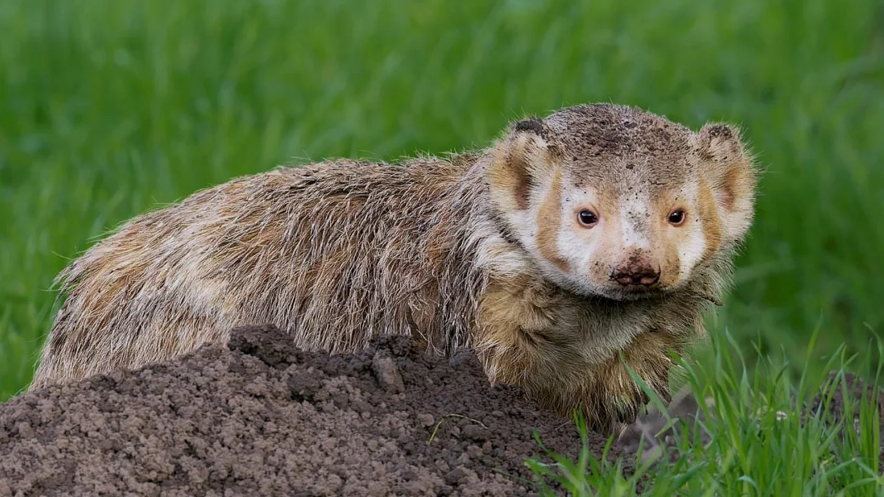 Badger photographed by Vishal Subramanyan