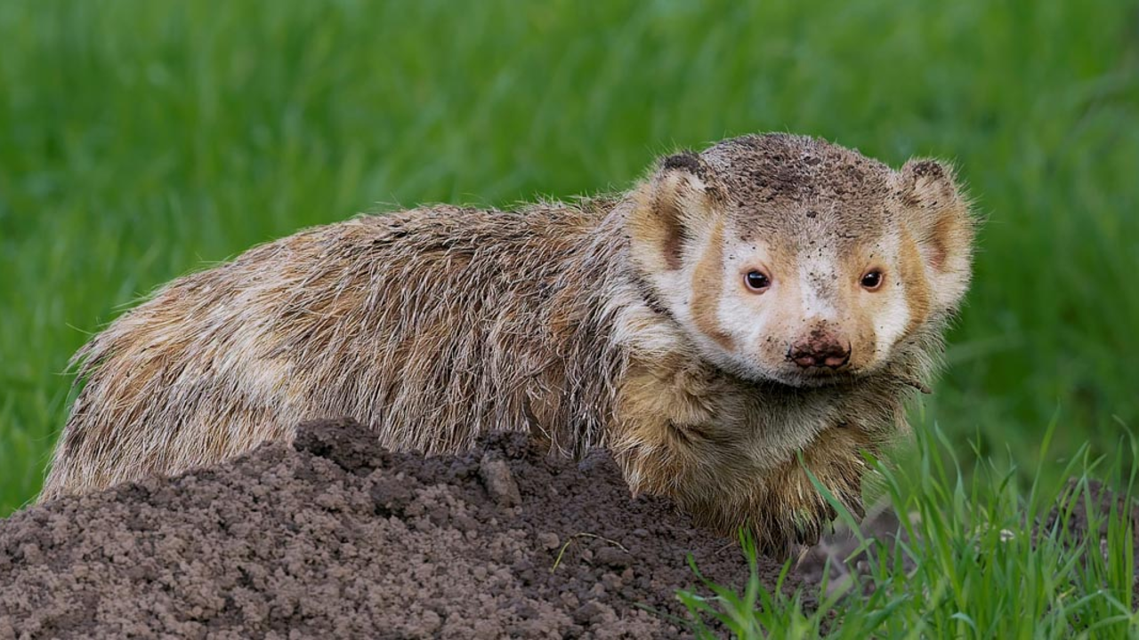 Badger photographed by Vishal Subramanyan Badger photographed by Vishal Subramanyan
