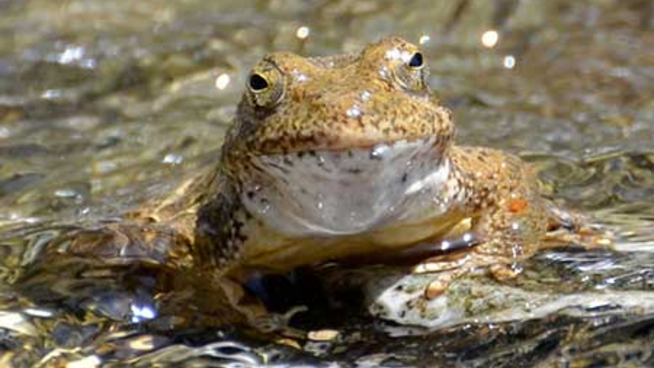 Foothill yellow-legged frog. Credit: Ian Austin