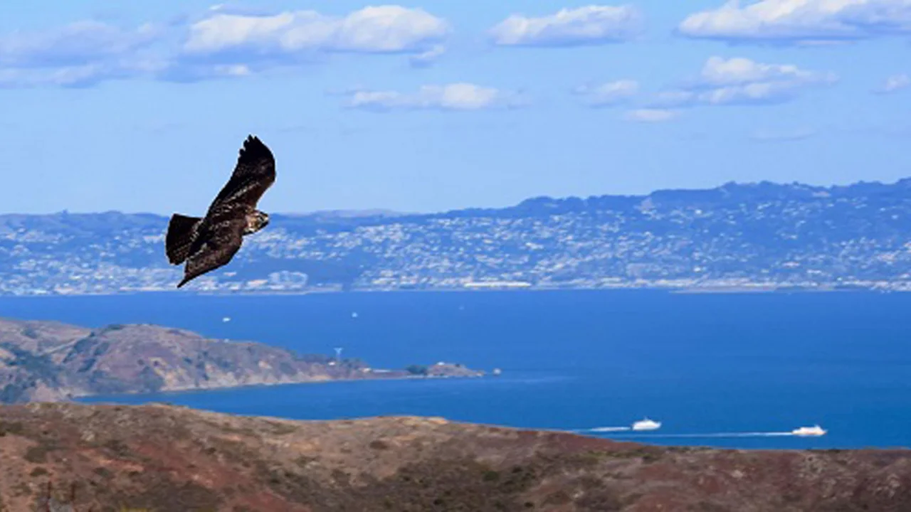 Hawk in flight over Bay. 