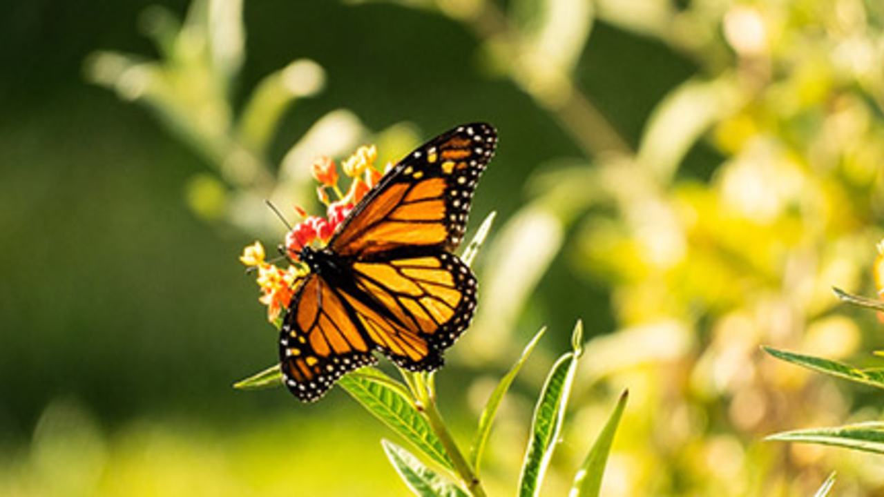Monarch butterfly
