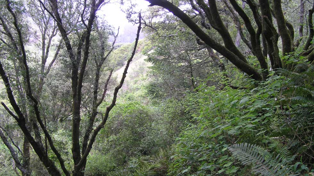Redwood Creek Trail Forested surroundings of Redwood Creek Trail
