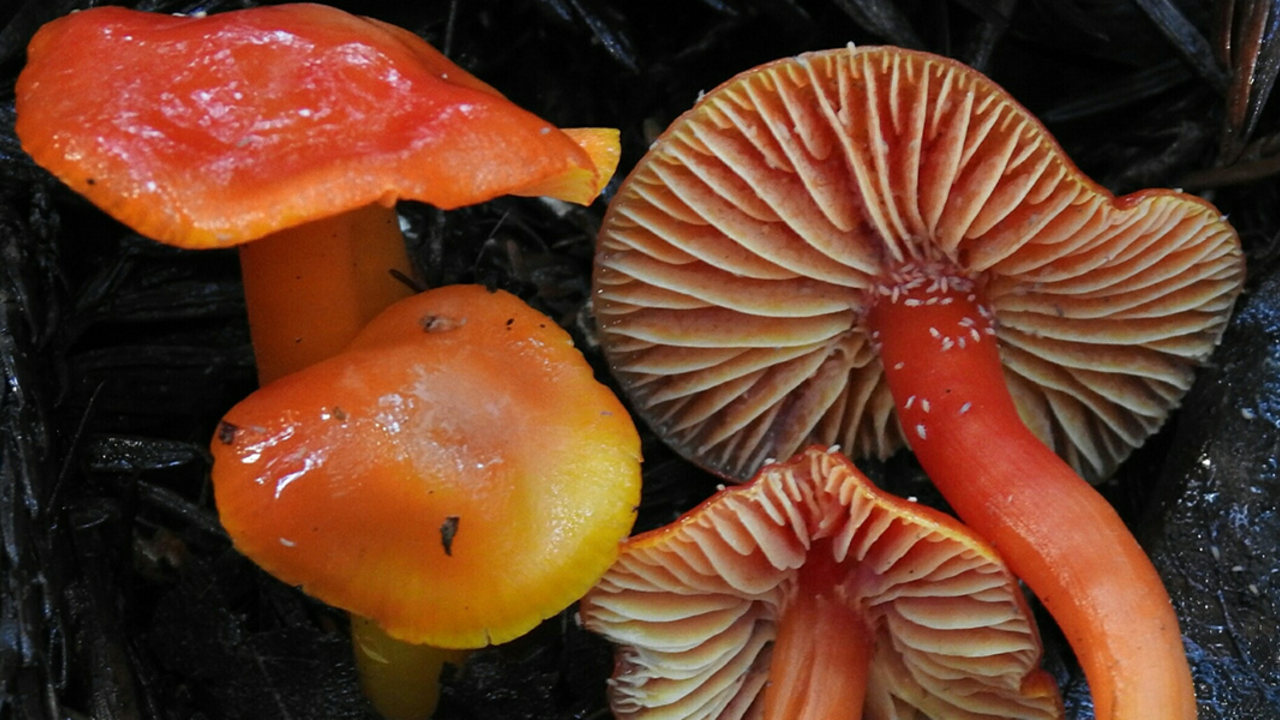 Waxcaps by David Greenberger via iNaturalist Waxcaps by David Greenberger via iNaturalist