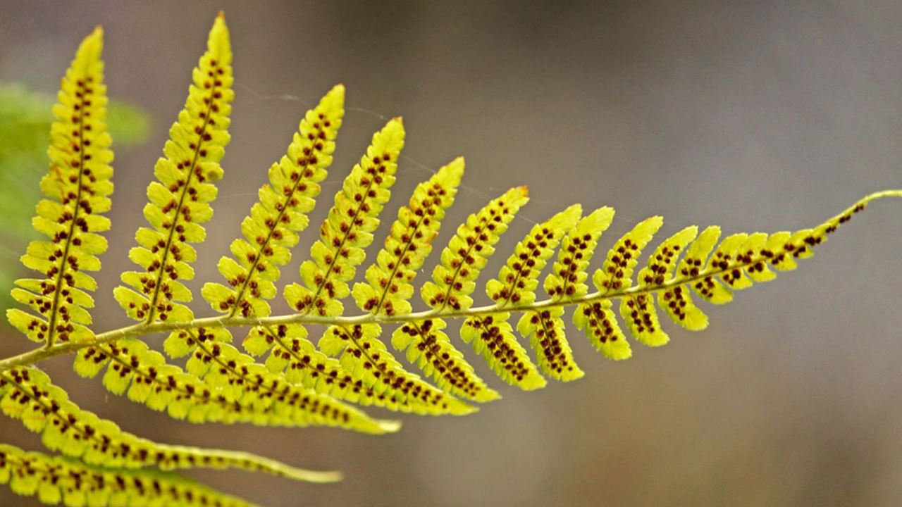 Spores on the underside of a fern leaf.