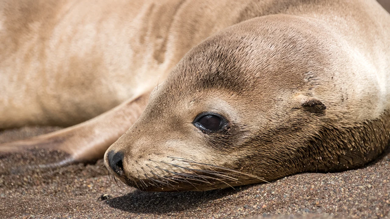 sea lion